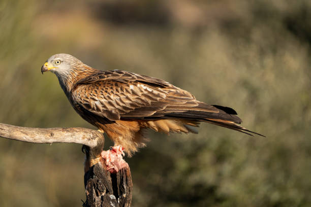 istock Red Kite (Milvus milvus) photographed in Spain 2190344771