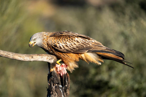 istock Red Kite (Milvus milvus) photographed in Spain 2190344785