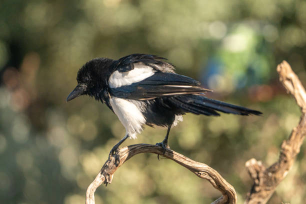 Common magpie (Pica pica) photographed in Spain