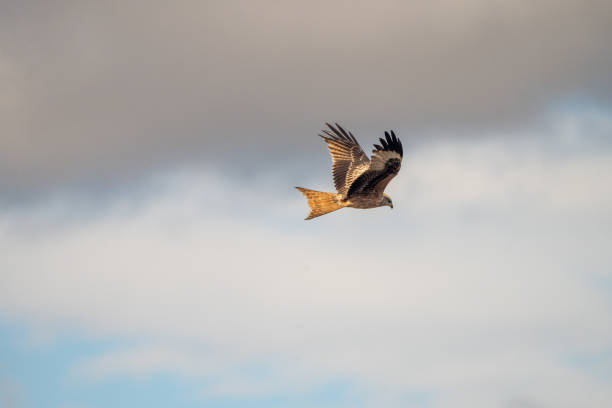 istock Red Kite (Milvus milvus) photographed in Spain 2190344805