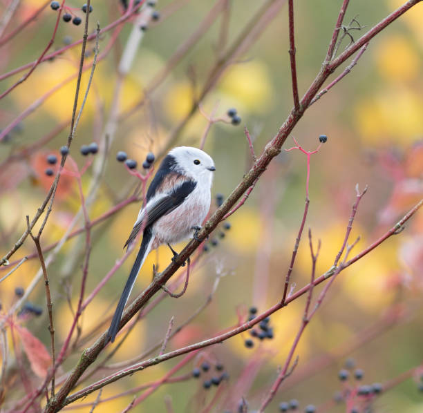 istock Long-tailed tit, Aegithalos caudatus. A bird sitting on a bush branch 2190345072