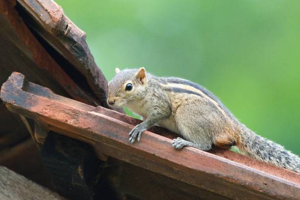 istock Indian palm squirrel  or three-striped palm squirrel (Funambulus palmarum), Yala National Park , Sri Lanka 2190345242