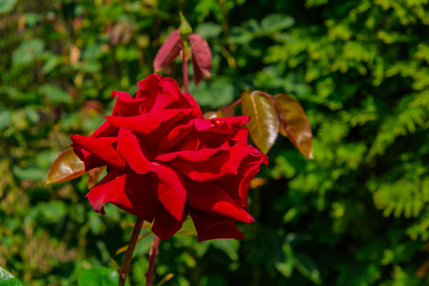 Red flower of Rose, its scientific name is Rosa