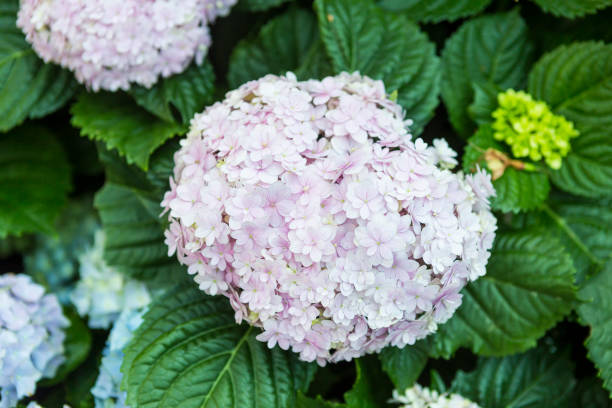 istock Beautiful Hydrangea flower with green leaves background 2190345779