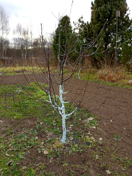 istock Apple tree with whitewashed trunk against the background of cedars and a birdhouse 2190347648