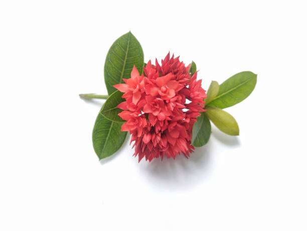 istock Red Asoca flowers isolated on white background 2190349107