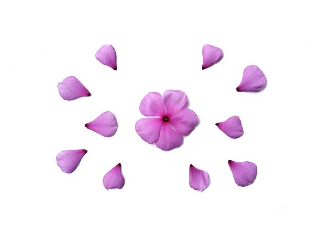 istock Pink garanium flower isolated on white background 2190349277