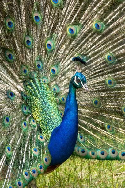 istock Vibrant peacock displaying its colorful plumage in a lush garden. 2190353242