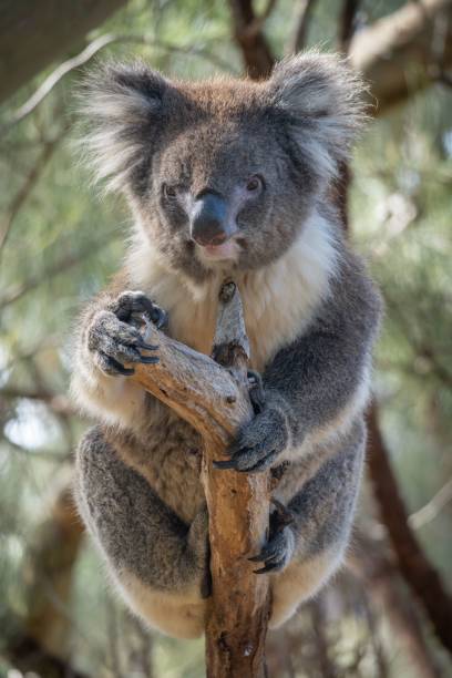 istock Koala perches on a tree branch in its natural habitat against a soft focus background. 2190353259