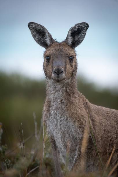 istock Close-up of a young kangaroo in a natural setting, showcasing its curious expression and soft fur. 2190353265