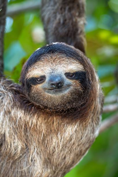 istock Close-up of a sloth hanging from a tree branch in a lush rainforest. 2190353288