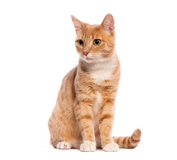 istock Ginger cat with white paws sitting and looking away 2190355994