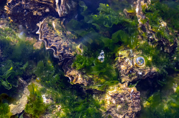 shells on the seabed among green seaweed