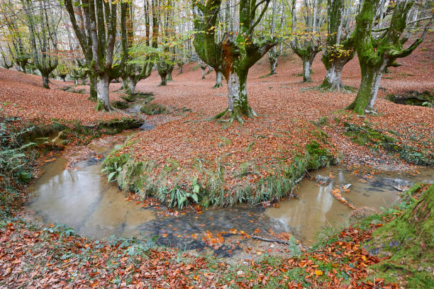 istock Beech forest in Vizcaya. Otzarreta, Gorbeia park. Autumn landscape. Spain 2190358981