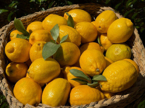 istock Lemons yellow ripe mediterranean fruits in basket. 2190359036