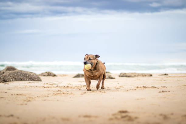 istock Dog on the Beach with a Ball 2190359092