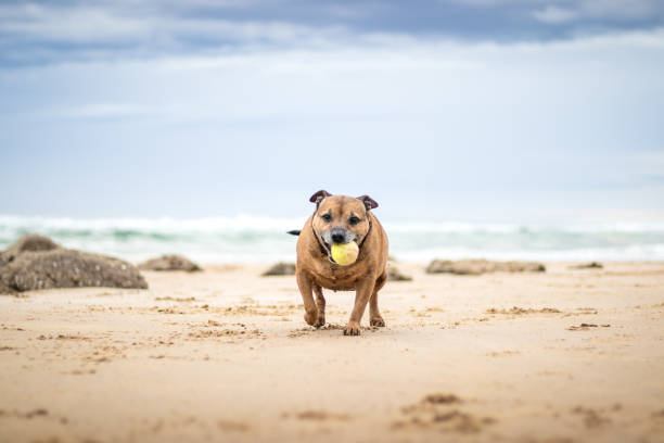 istock Dog on the Beach with a Ball 2190359108