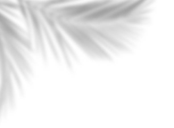 istock Soft shadows of palm leaves on white 2190359180