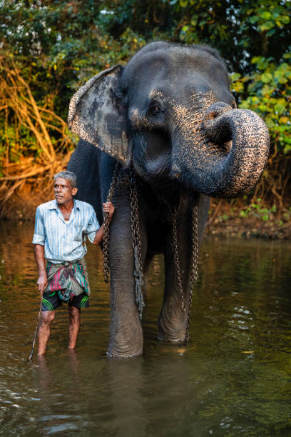 istock Mahout bathing his elephant in the river 2190359655