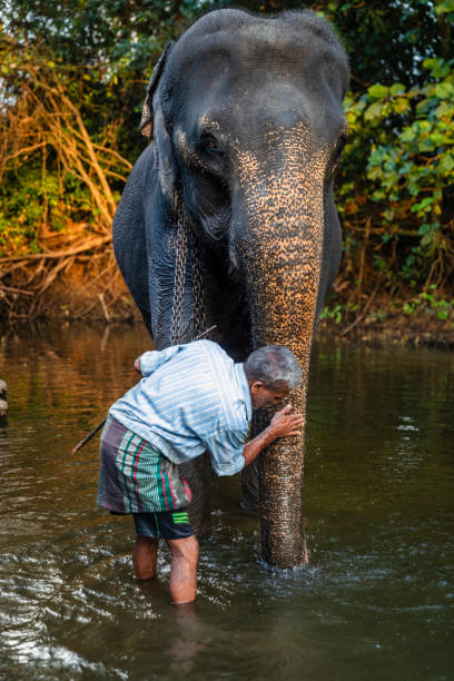 istock Mahout bathing his elephant in the river 2190359683