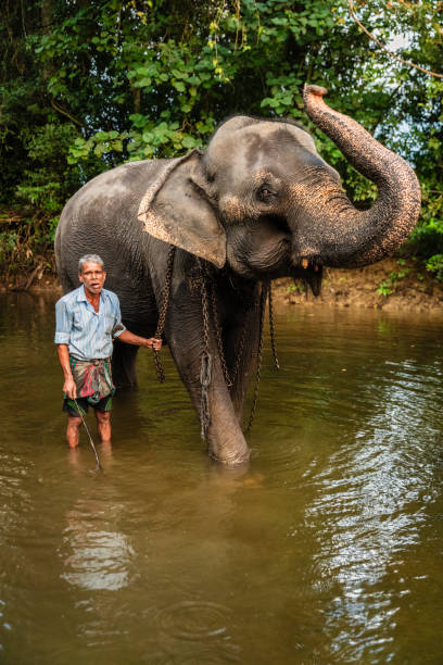 istock Mahout bathing his elephant in the river 2190359731