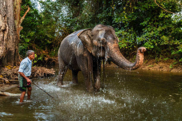 istock Mahout bathing his elephant in the river 2190359754
