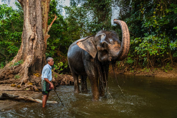 istock Mahout bathing his elephant in the river 2190359771