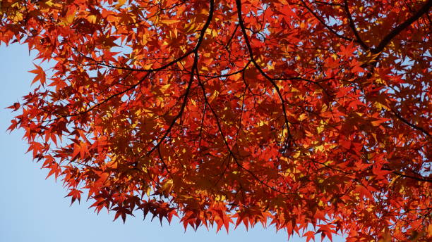 istock Japanese Maple Tree in Autumn Red and Ye leaves 2190365248