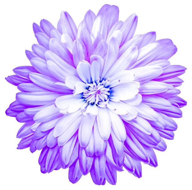 istock Purple   chrysanthemum.  Flower on a white isolated background with clipping path.  For design.  Closeup.  Nature. 2190365405