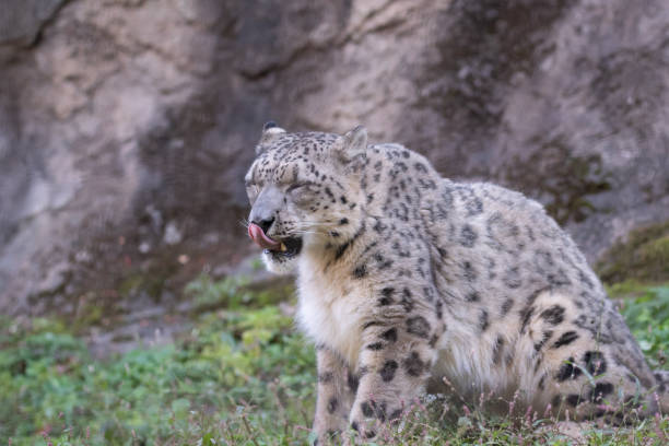 A captive Snow Leopard standing with mouth open. Taken from below. This is on a hillside rock wall in the autumn. A game farm in Montana, with animals in natural settings.