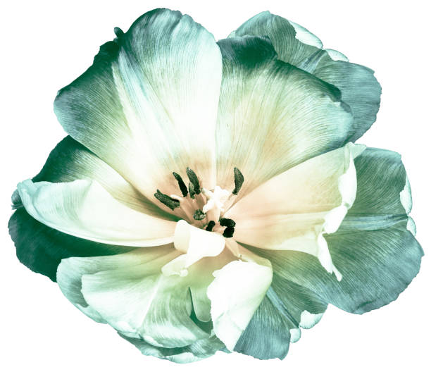 istock Tulip.  Flower on white isolated background with clipping path.  For design.  Closeup.  Nature. 2190366300