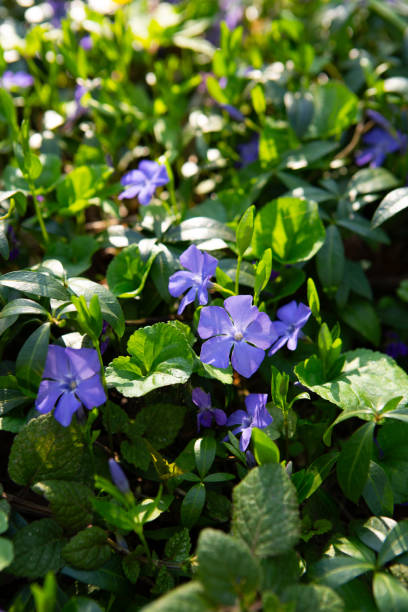 istock Blossom natural background with periwinkle flowers 2190366508