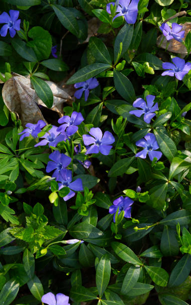 istock Blossom natural background with wild periwinkle flowers forest spring 2190366512
