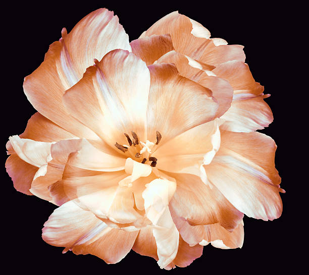 istock Red-yellow tulip.  Flower on black  isolated background with clipping path.  For design.  Closeup.  Nature. 2190367540