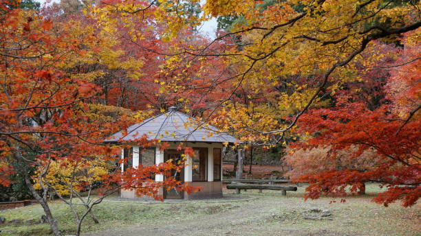 istock Japanese Maple Tree in Autumn Red and Ye leaves 2190368076