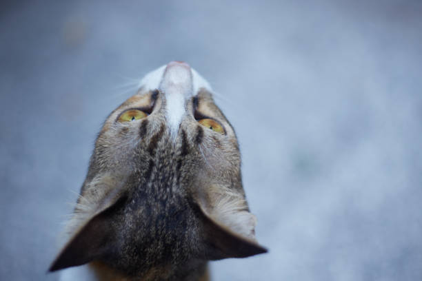 Close-up of a cat head, Shallow depth of field