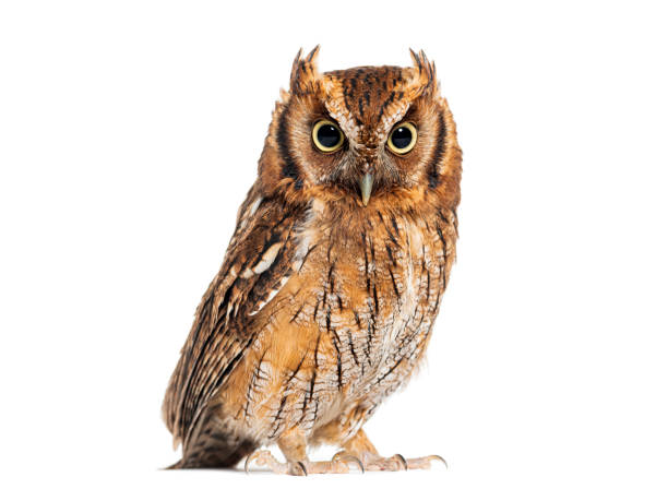 istock Tropical screech owl, Megascops choliba, isolated on white 2190370581