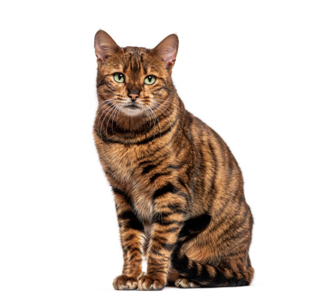istock Striped toyger cat sitting and looking at camera, isolated on white 2190370653
