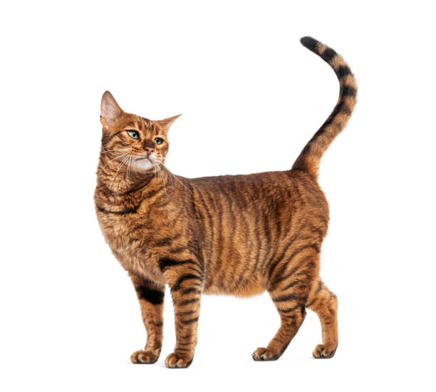 istock Toyger cat standing with raised tail and looking up 2190370674