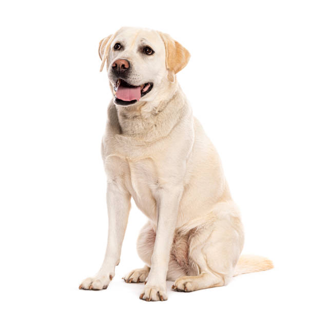istock Labrador retriever dog sitting and panting, isolated on a white background 2190371016