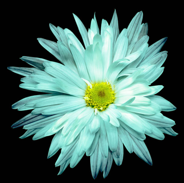 istock Blue   chrysanthemum flower  on  black  isolated background with clipping path. Closeup.  Nature. 2190371036