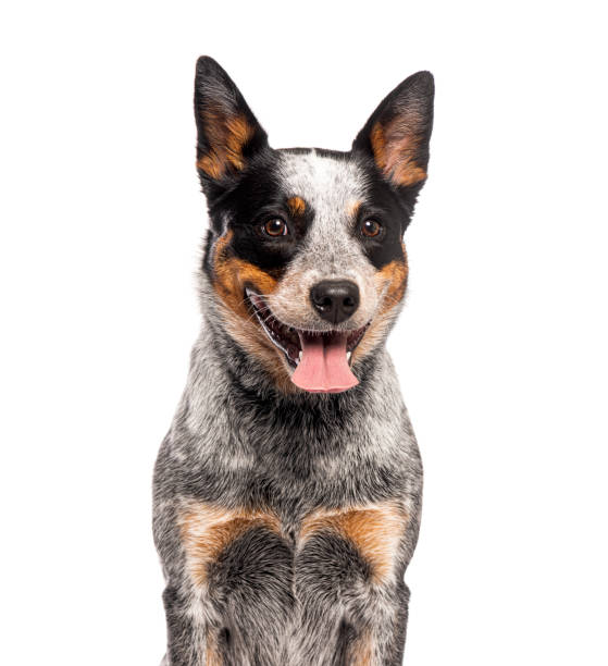 istock Head shot of a panting Australian Cattle Dog, isolated on white 2190371049