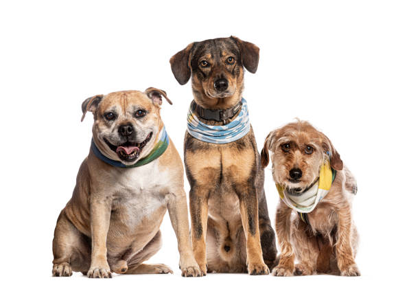 istock Three dogs sitting and wearing the same scarf with different colors on white background 2190371128