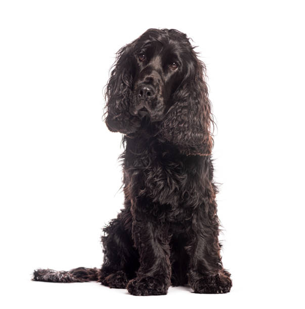 istock Curious black cocker spaniel sitting and looking up isolated on white background 2190371286