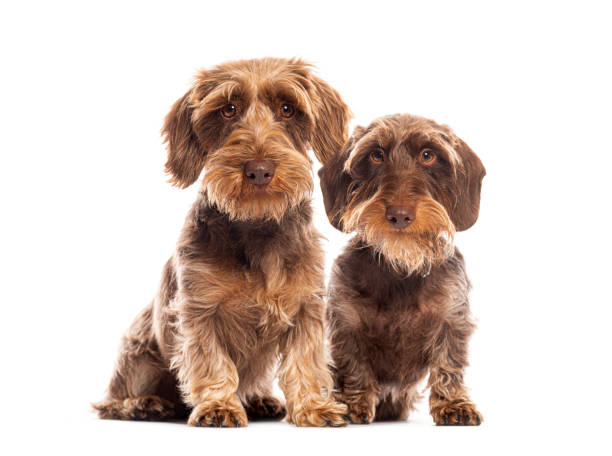 istock Two wire haired dachshund dogs sitting and looking curious 2190371294