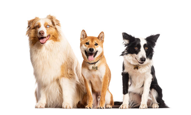 istock Australian shepherd, shiba inu and border collie sitting and panting 2190371332