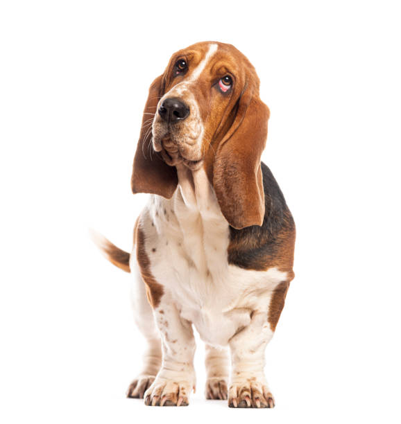 istock Basset hound standing and looking up with sad expression 2190371341