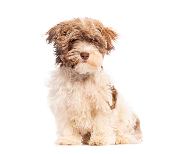 istock Adorable fluffy puppy dog sitting and looking at camera 2190371385