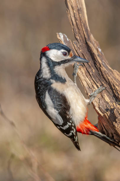 istock A bird is perched on a tree branch. Great Spotted Woodpecker (Dendrocopos major). 2190372993