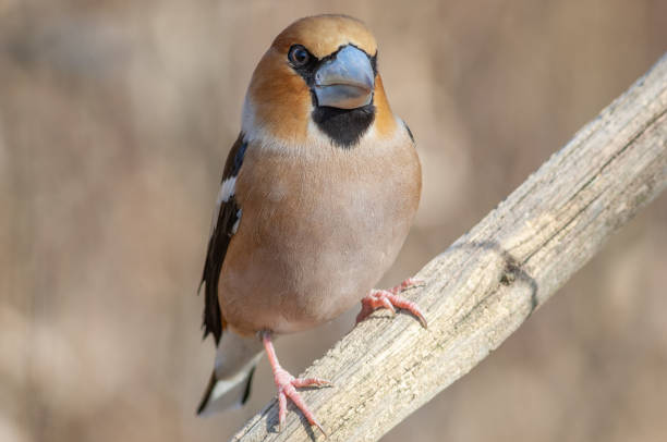 hawfinch (Coccothraustes coccothraustes)